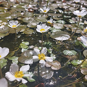 Ranunculus aquatilis GM M19