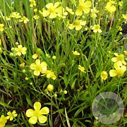 Ranunculus flammula GM plug
