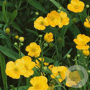 Ranunculus lingua 'Grandiflorus' GM plug