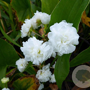 Sagittaria japonica 'Flore Plena' GM M23