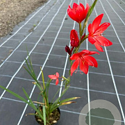 Schizostylis c. 'Major' GM M23