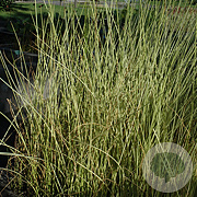 Schoenoplectus lac. 'Albescens' GM M19