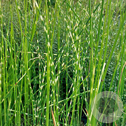 Schoenoplectus tabern. 'Zebrinus' GM M23