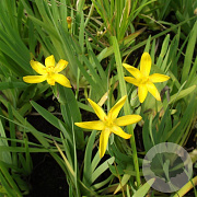 Sisyrinchium californicum GM P9
