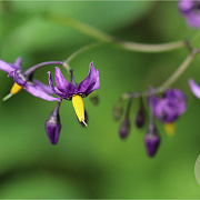 Solanum dulcamara GM P9