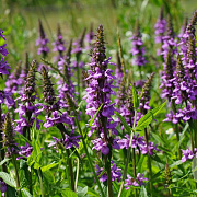 Stachys palustris GM plug
