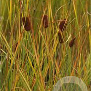 Typha gracilis GM M23