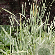 Typha latifolia 'Variegata' GM plug