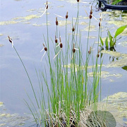 Typha minima GM plug