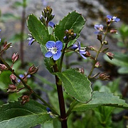 Veronica beccabunga GM plug