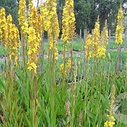 Wachendorfia thyrsiflora GM plug