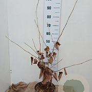 Hamamelis int. 'Pallida' 60-80 cm 5,0L