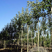 Malus d. 'Jonagold' 12-14 HO draadkluit