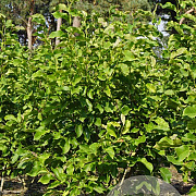 Magnolia 'Spectrum' 250-300 cm draadkluit meerstammig 350-400 diameter