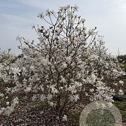 Magnolia stellata 175-200 cm draadkluit meerstammig 200-250 diameter