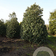 Prunus lusitanica 400-450 cm draadkluit struik