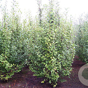 Prunus padus 250-300 cm draadkluit meerstammig 350-400 diameter