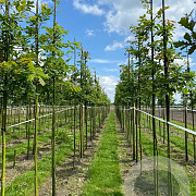 Quercus petraea 8-10 HO draadkluit