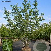 Quercus rubra 200-250 cm draadkluit meerstammig 160-180 cm diameter