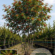 Sorbus aucuparia 200-250 cm draadkluit meerstammig 160-180 cm diameter