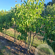 Syringa v. 'Mme Lemoine' 200-250 cm draadkluit struik