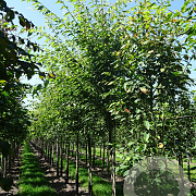 Zelkova serrata Green Vase 12-14 HO draadkluit