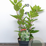 Hydrangea pan. 'Kyushu' 30-40 cm 3,0L