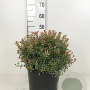 Pieris jap. 'Little Heath' 40-50 cm 10L