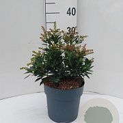 Pieris jap. 'Prelude' 40-50 cm 10L