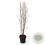 Cercidiphyllum japonicum 150-175 cm 12L
