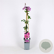 Clematis 'Comtesse de Bouchaud' 70 cm 2,0L