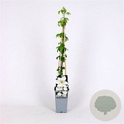 Clematis 'Destiny' 70 cm 2,0L