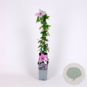 Clematis 'Hagley Hybrid' 70 cm 2,0L