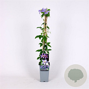 Clematis 'Justa' 70 cm 2,0L