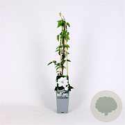 Clematis 'Miss Bateman' 70 cm 2,0L