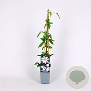 Clematis 'Snow Queen' 70 cm 2,0L