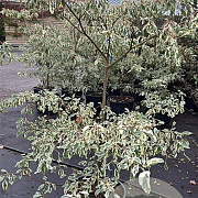 Cornus controversa 'Variegata' 125-150 cm 45L solitair