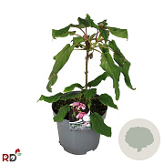 Hydrangea asp. sargentiana 30-40 cm 7,5L