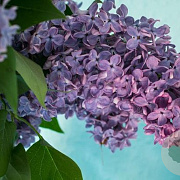 Syringa v. 'Olivier de Serres' 100-125 cm 12L
