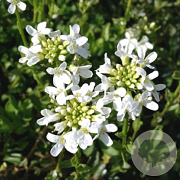 Arabis procurrens 'Neuschnee' GM P9