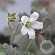 Geranium 'Sanne' GM P9