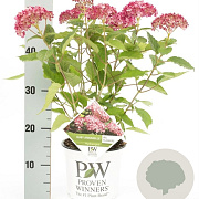 Hydrangea a. Sweet Annabelle GM 3,0L leverbaar