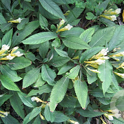 Impatiens omeiana 'Ice Storm' GM P9