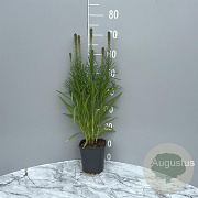 Liatris spicata 'Kobold' GM 2,0L