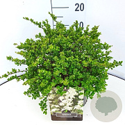 Spiraea nipp. 'Snowmound' 30-35 cm 10L