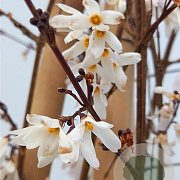 Abeliophyllum distichum 125-150 cm 20L met stok