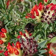 Anthyllis vulneraria coccinea GM P9