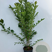 Magnolia loebneri 'Merrill' 150-175 cm 20L