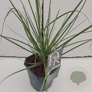 Sesleria nitida 35-40 cm 2,0L vierkant
