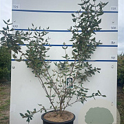 Viburnum burkwoodii 125-150 cm 20L